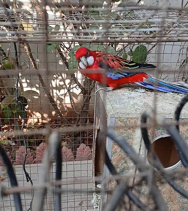 Red Rosella male for sale 1