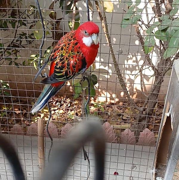 Red Rosella male for sale 2