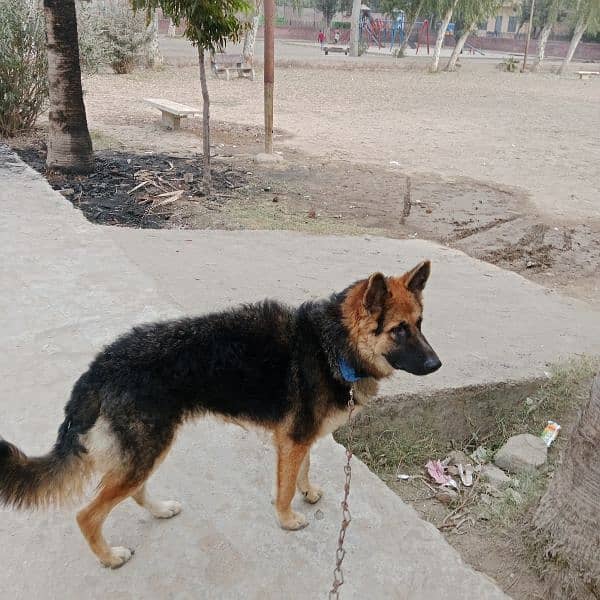 German shepherd dog 8 months 1