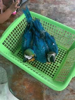 Blu mcaw perrot chicks for sale (0332-3290-645)