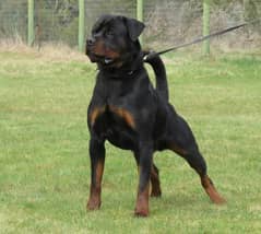 Rottweiler male for stud