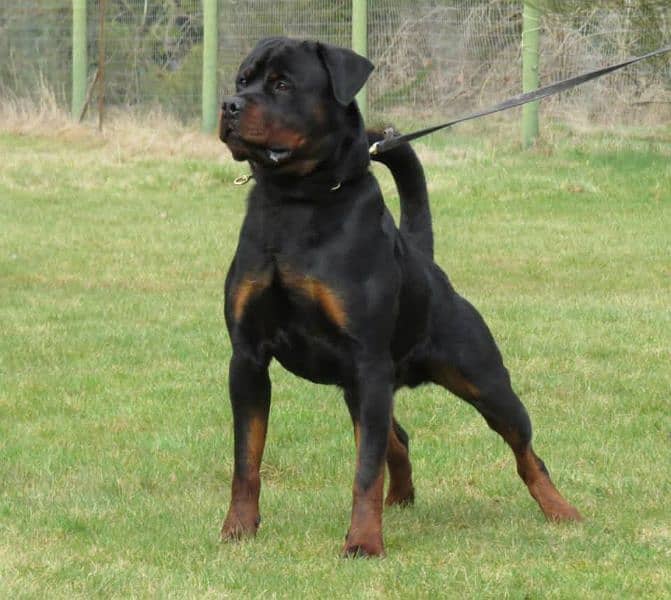 Rottweiler male for stud 0