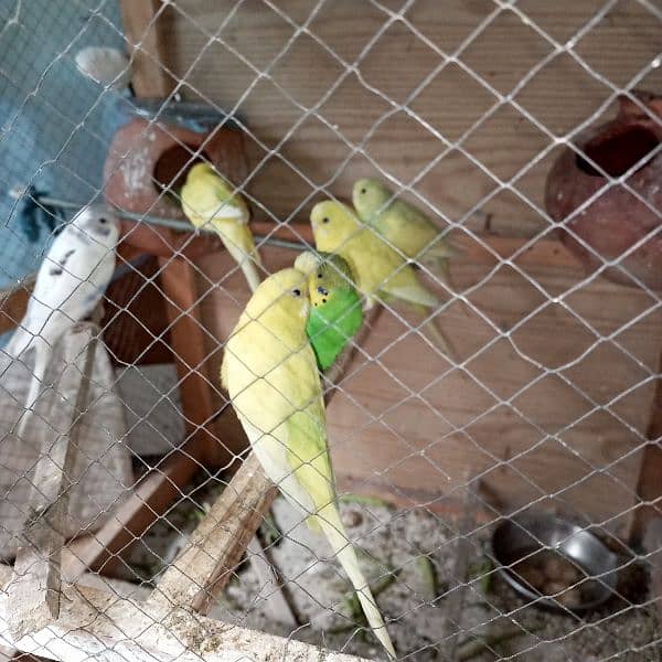 beautiful love bird pair 1