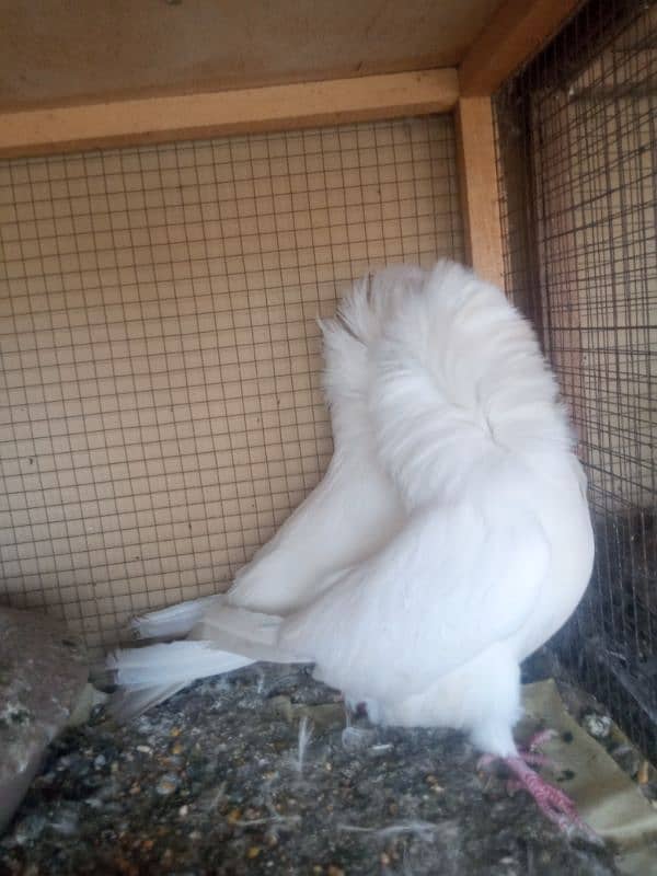 fancy pigeon for sale 0