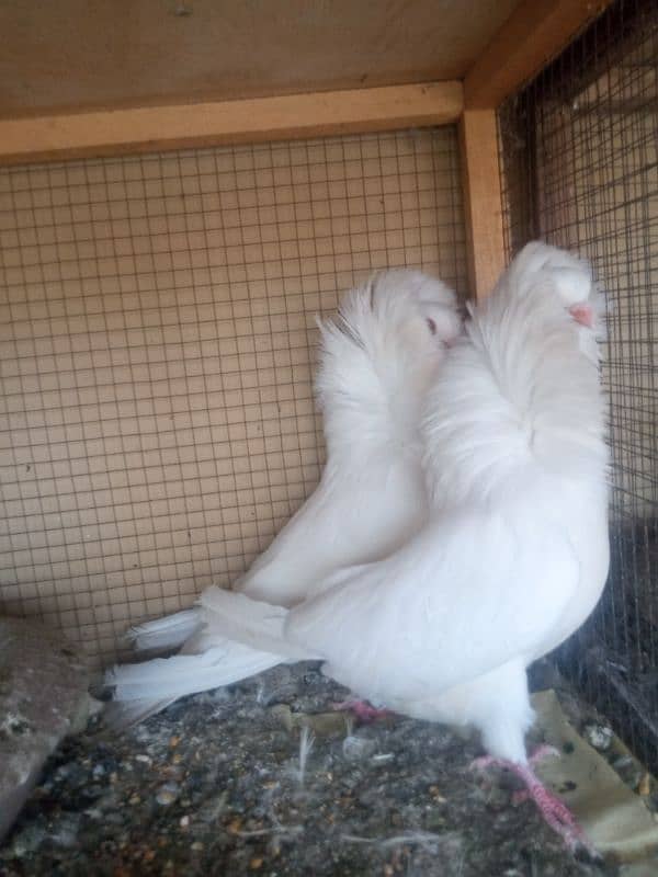 fancy pigeon for sale 1