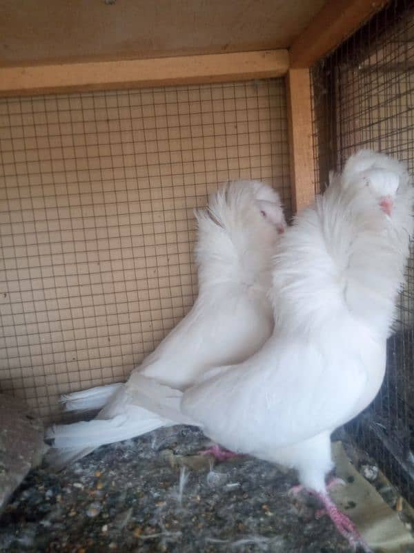 fancy pigeon for sale 2