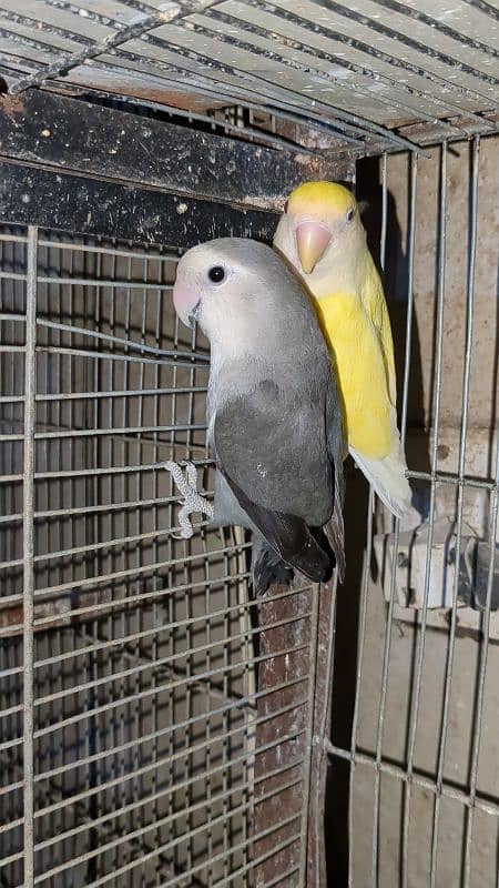 2 pair cherry lovebird , 1 pair albino spilit ino x Blu pastel ino pir 0