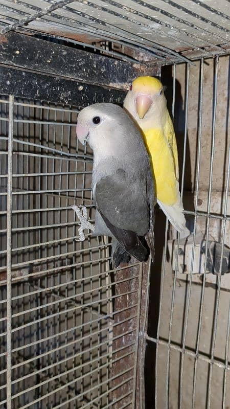 2 pair cherry lovebird , 1 pair albino spilit ino x Blu pastel ino pir 1