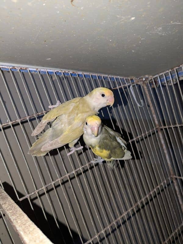 2 pair cherry lovebird , 1 pair albino spilit ino x Blu pastel ino pir 2