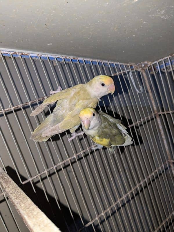 2 pair cherry lovebird , 1 pair albino spilit ino x Blu pastel ino pir 3