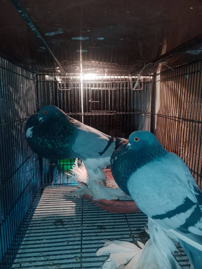 Dutch gubbara kabootar pigeon 0