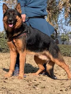 Double kot German Shepherd mail  10 month for sale