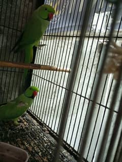 parrots for sale