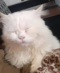 white male persian cat for selling