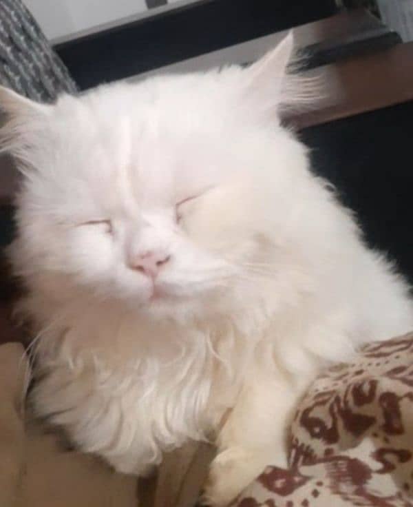 white male persian cat for selling 0