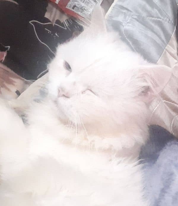 white male persian cat for selling 1