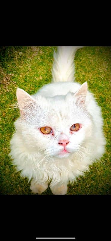 white male persian cat for selling 2