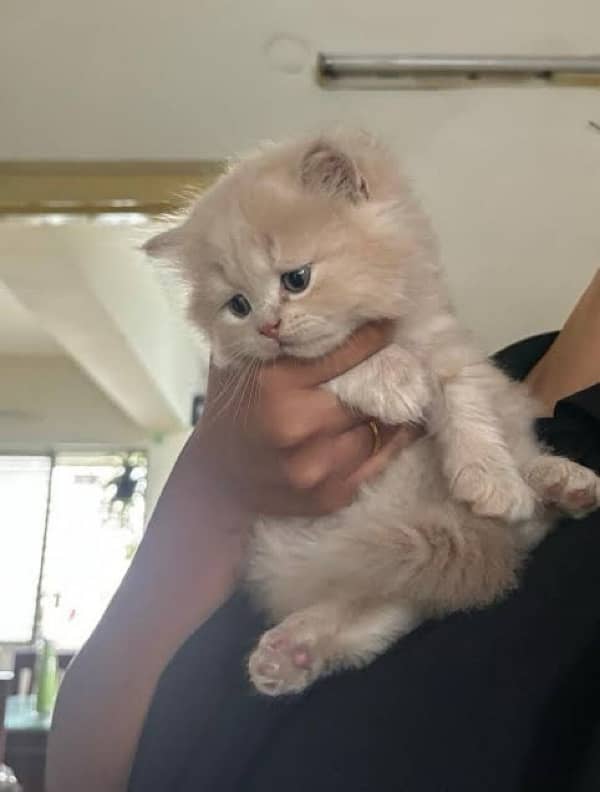 Persian kittens | triple Coated | Punch Face kittens For Sale 2