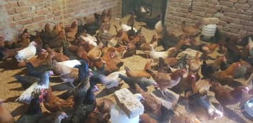 golden misri hens / egg laying hens / desi murghi / layer hens / eggs