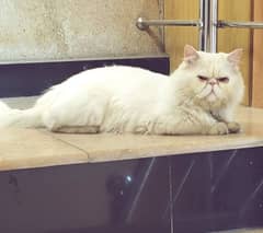 piki face Persian male is for sale in faisalabad. and for mating