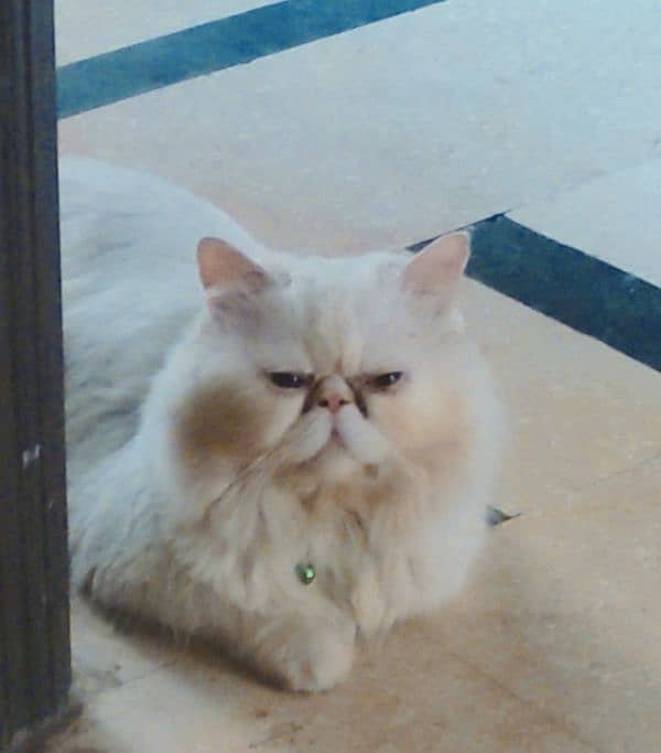 piki face Persian male is for sale in faisalabad. and for mating 1