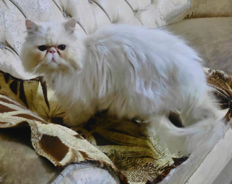 piki face Persian male is for sale in faisalabad. and for mating 2