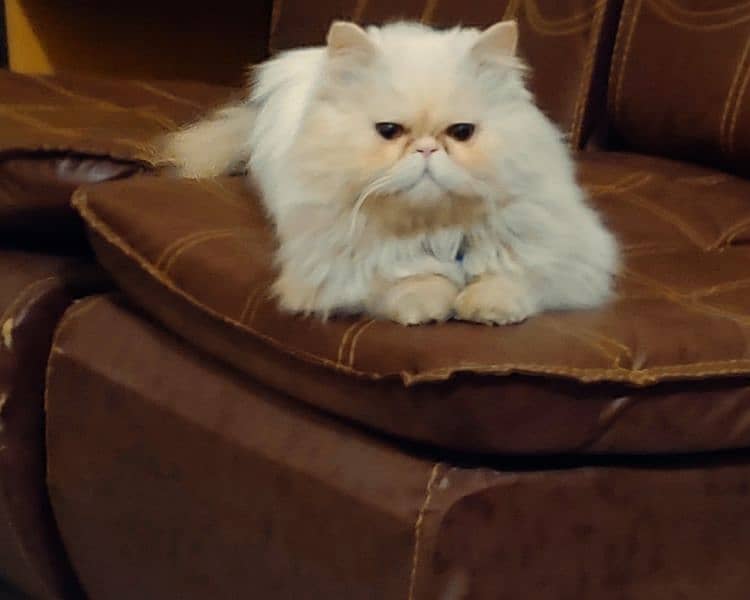 piki face Persian male is for sale in faisalabad. and for mating 3