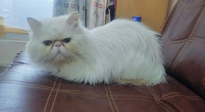 piki face Persian male is for sale in faisalabad. and for mating 4