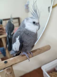 white face cockatiel