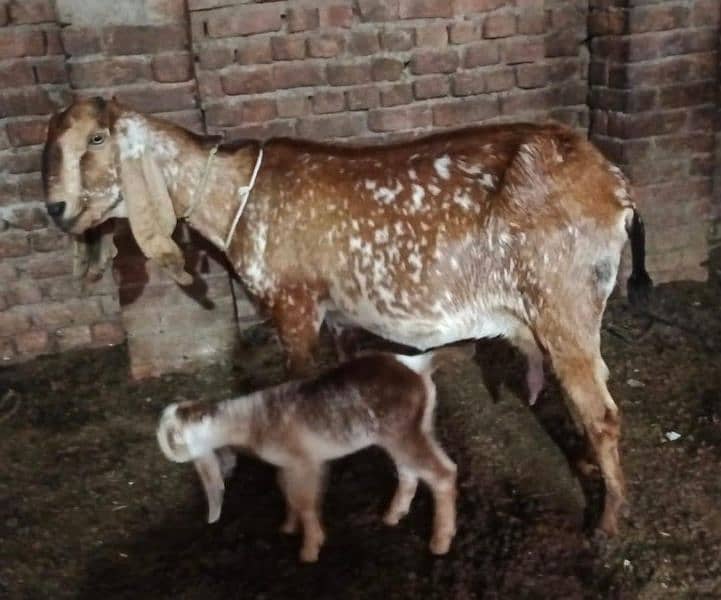 Nagri cheeni bakri sath femle baby 1