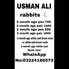 daci Rabbit for sale 03224186572