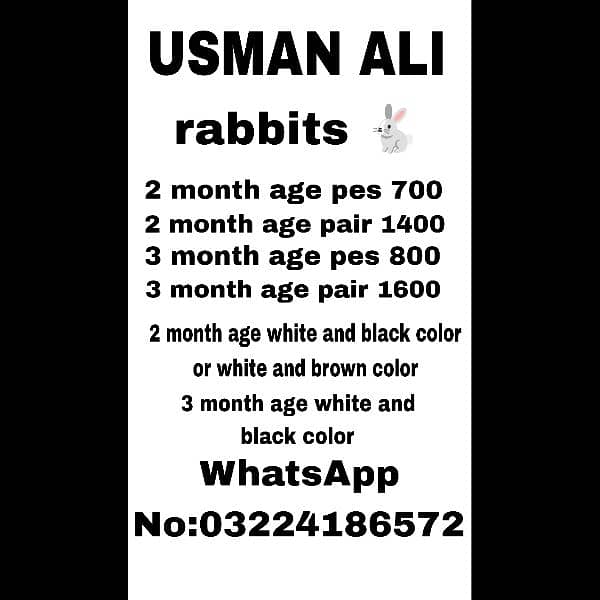 daci Rabbit for sale 03224186572 0