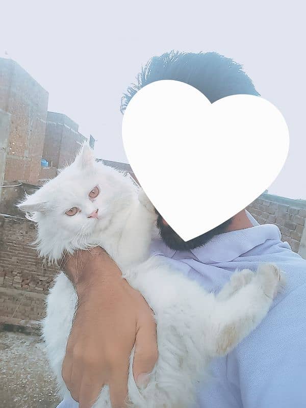 Persian Cat 3