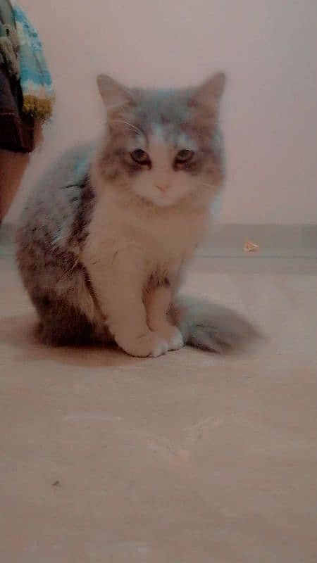 Persian Cat 1