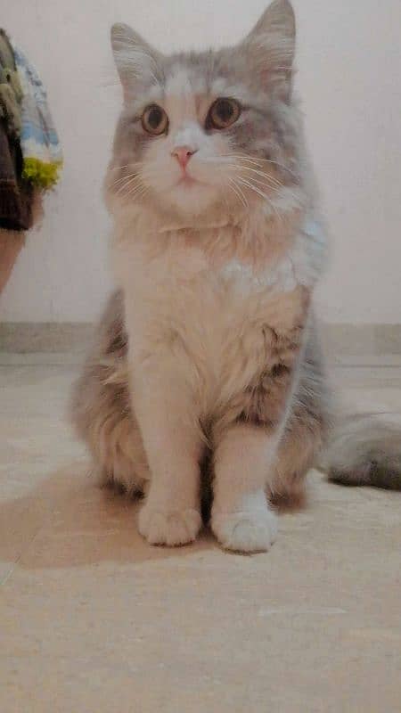 Persian Cat 2