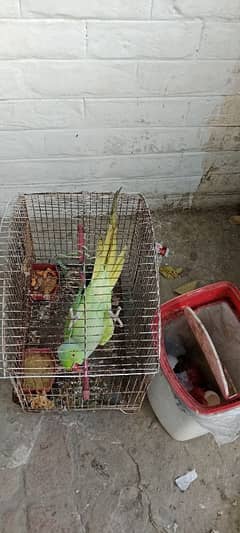 green talking parrot for sale pinjra ke saath