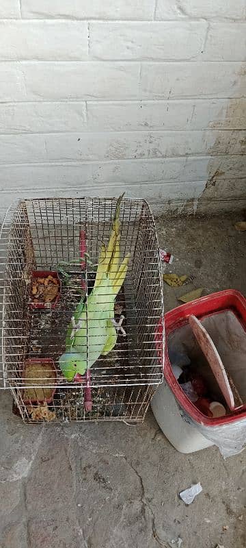 green talking parrot for sale pinjra ke saath 0