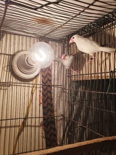 java finches available silver and white