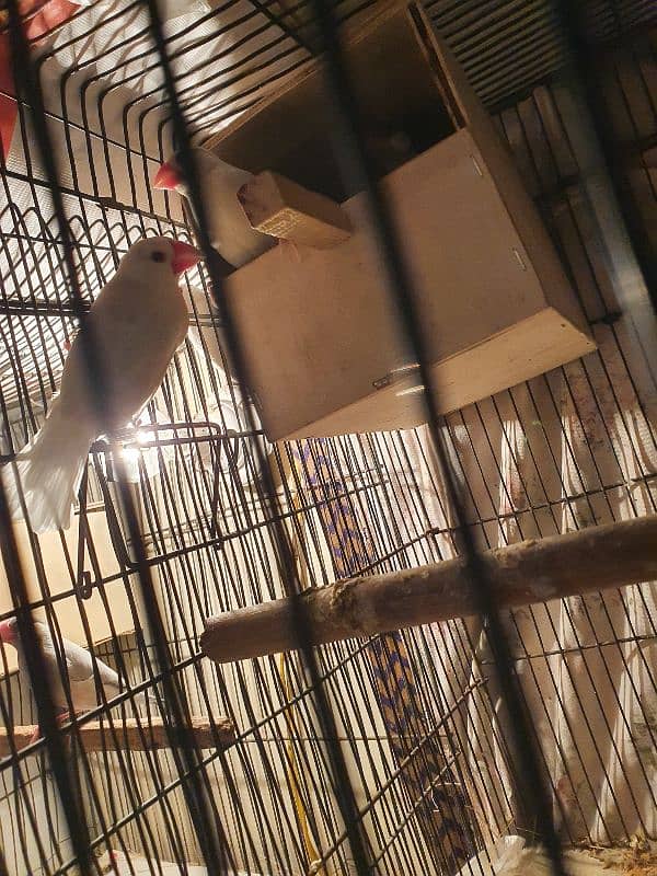 java finches available silver and white 2