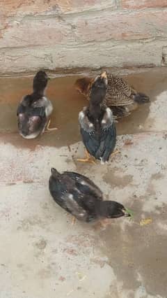 3 thai cross chiks for sale03094295028