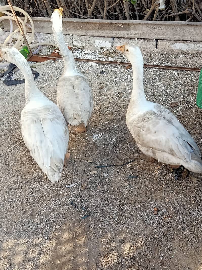 3 White geese for sale 0