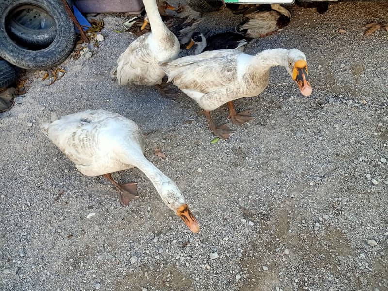 3 White geese for sale 1