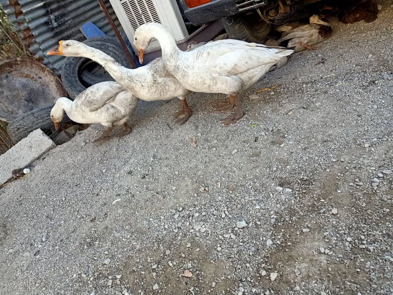 3 White geese for sale 2