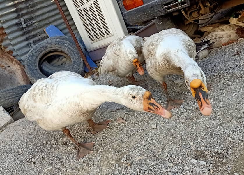 3 White geese for sale 3