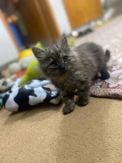 Persian kittens For sale (Pair)