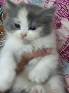 Adorable Kitten for Sale – Looking for a Loving Home