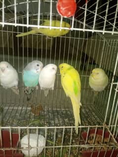 Budgies