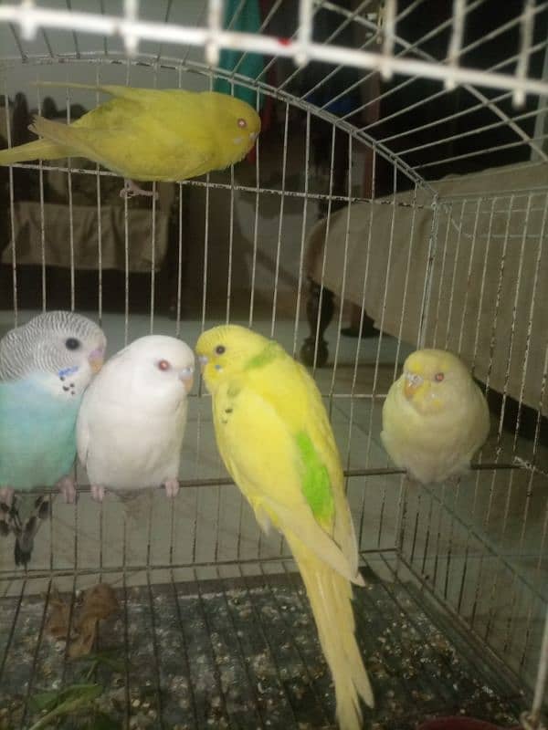 Budgies mix mutation for sale 1