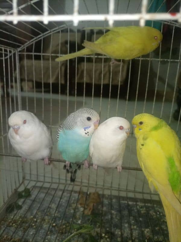 Budgies mix mutation for sale 2