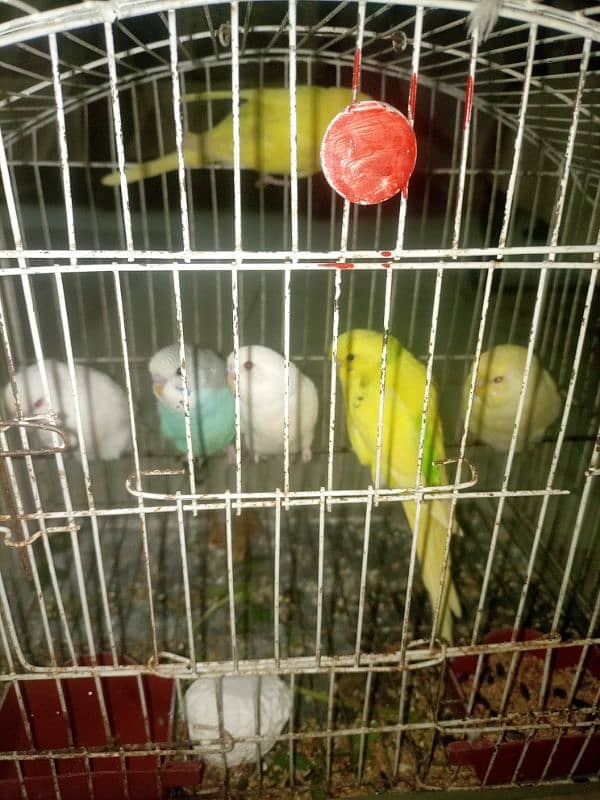 Budgies mix mutation for sale 3